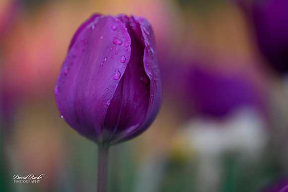 Dallas Arboretum 3-11-24-13