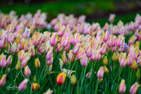Dallas Arboretum 3-11-24-8