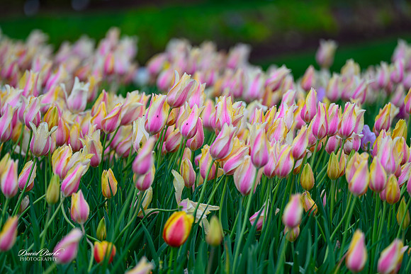 Dallas Arboretum 3-11-24-8