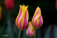 Dallas Arboretum 2024