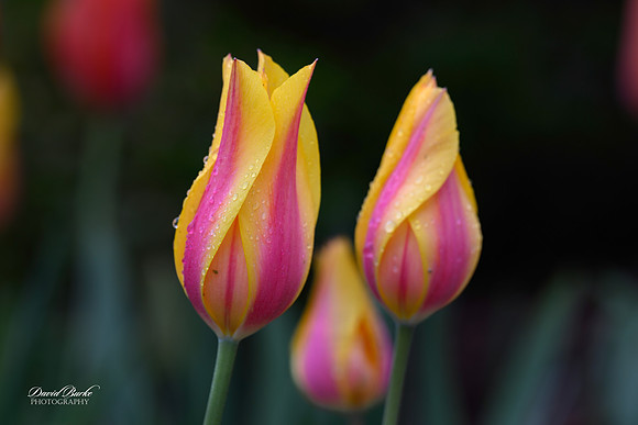 Dallas Arboretum 3-11-24-4
