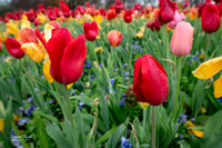 Dallas Arboretum 3-11-24-26