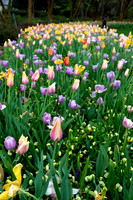 Dallas Arboretum 3-11-24-19