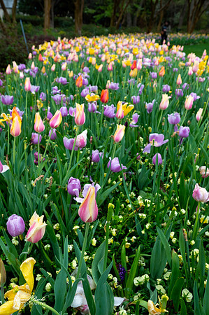 Dallas Arboretum 3-11-24-19