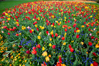 Dallas Arboretum 3-11-24-29