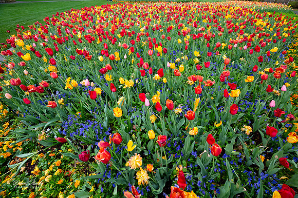 Dallas Arboretum 3-11-24-29