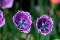 Dallas Arboretum 3-11-24-30