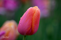 Dallas Arboretum 3-11-24-15