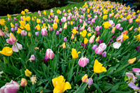 Dallas Arboretum 3-11-24-31
