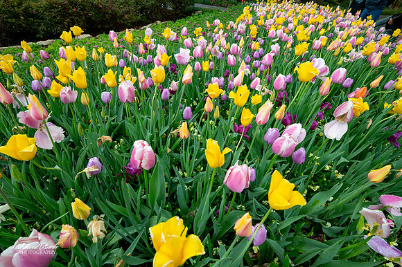 Dallas Arboretum 3-11-24-31