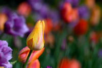 Dallas Arboretum 3-11-24-33
