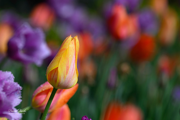 Dallas Arboretum 3-11-24-33