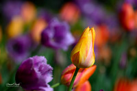 Dallas Arboretum 3-11-24-35