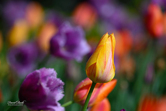 Dallas Arboretum 3-11-24-35