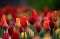 Dallas Arboretum 3-11-24-37