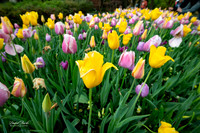 Dallas Arboretum 3-11-24-32