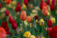 Dallas Arboretum 3-11-24-39