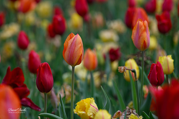 Dallas Arboretum 3-11-24-39
