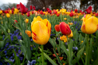Dallas Arboretum 3-11-24-44