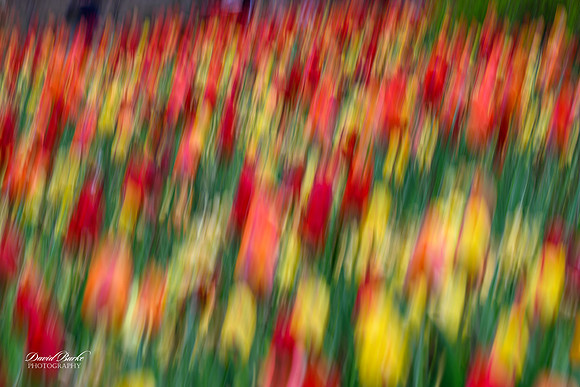 Dallas Arboretum 3-11-24-42