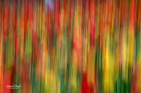 Dallas Arboretum 3-11-24-48