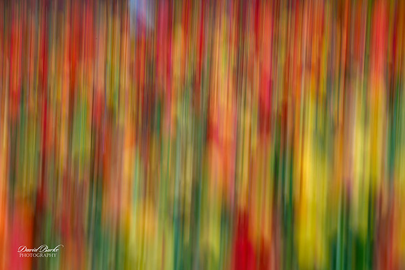 Dallas Arboretum 3-11-24-48