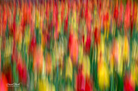 Dallas Arboretum 3-11-24-43