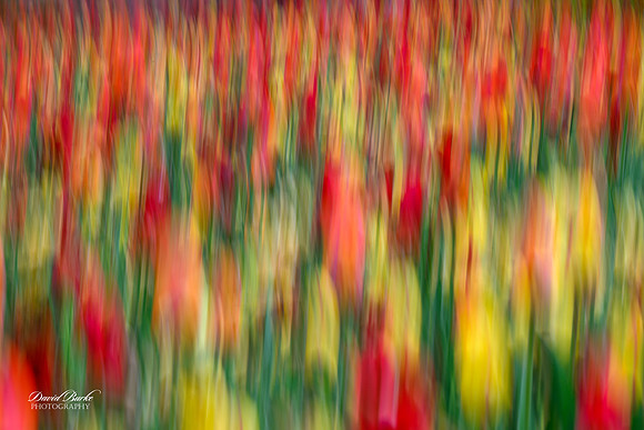 Dallas Arboretum 3-11-24-43