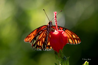 Bob Jones 9-27-18-14