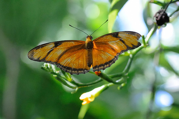 _DSC4451