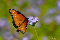 _DSC7901