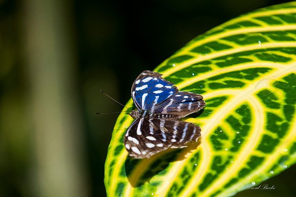 Butterflies 3-24-14-2