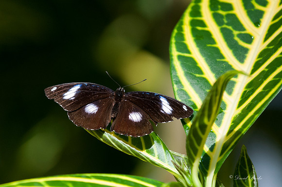 Butterflies 3-24-14-5