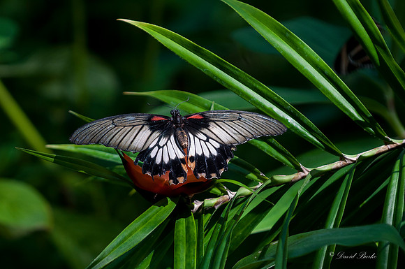 Butterflies 3-24-14-8
