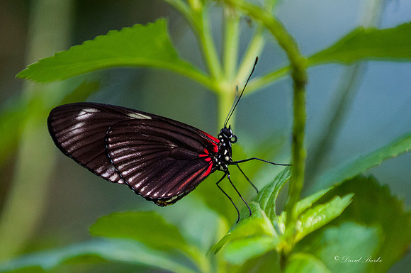 Butterflies 3-24-14-10