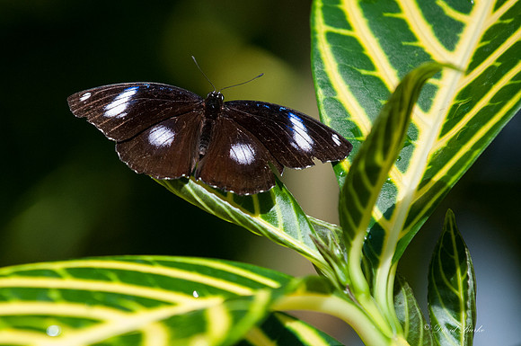 Butterflies 3-24-14-6