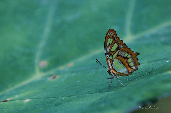 Butterflies 3-24-14-11