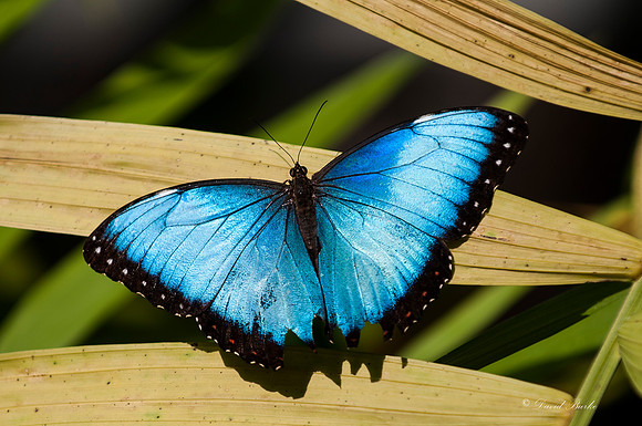 Butterflies 3-24-14-13