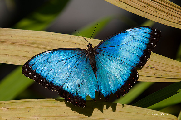Butterflies 3-24-14-14