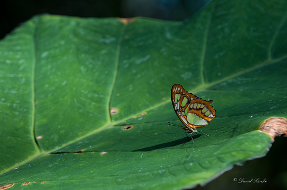 Butterflies 3-24-14-24