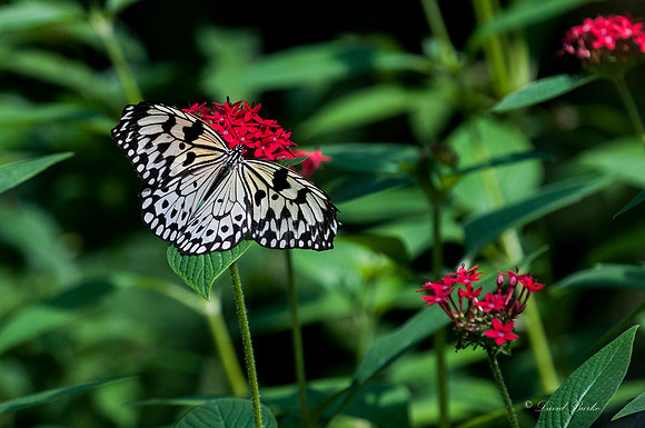 Butterflies 3-24-14-26