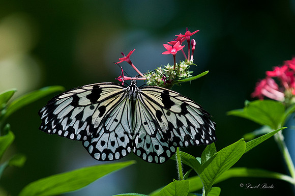 Butterflies 3-24-14-27