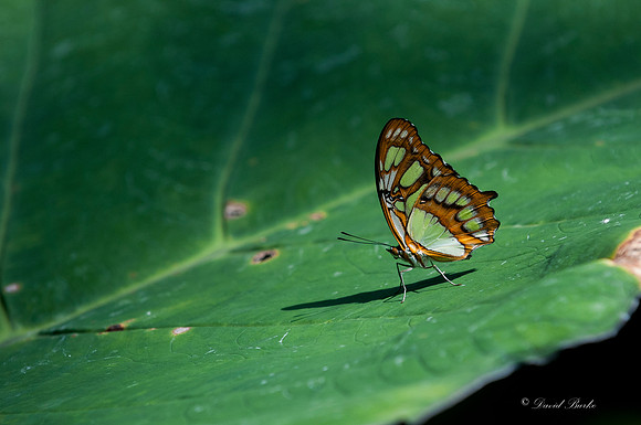 Butterflies 3-24-14-29