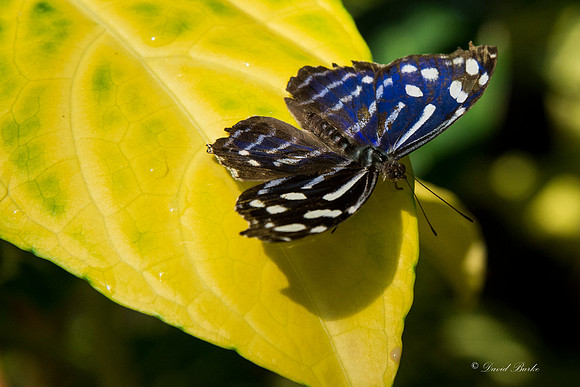 Butterflies 3-24-14-35