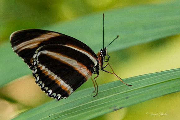 Butterflies 3-24-14-39