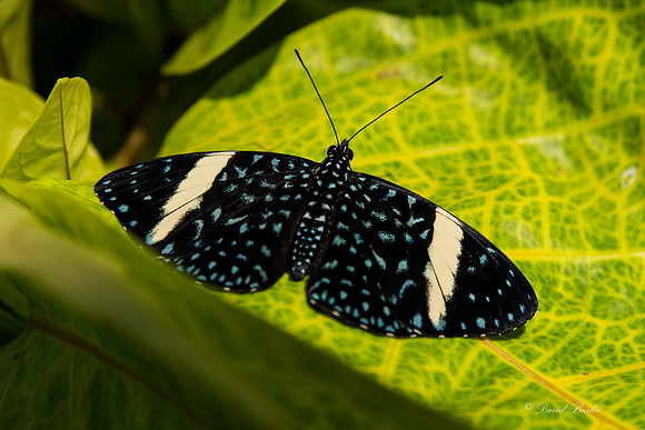 Butterflies 3-24-14-49