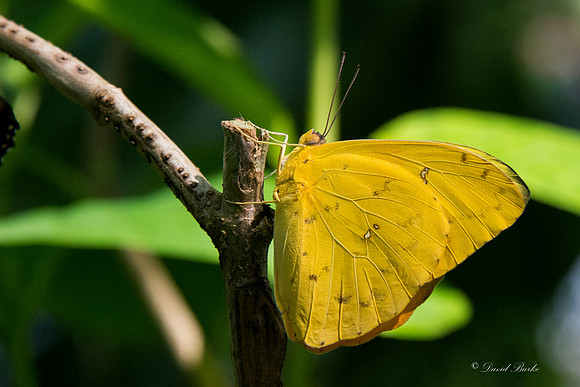 Butterflies 3-24-14-50