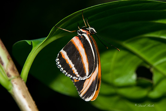 Butterflies 3-24-14-54