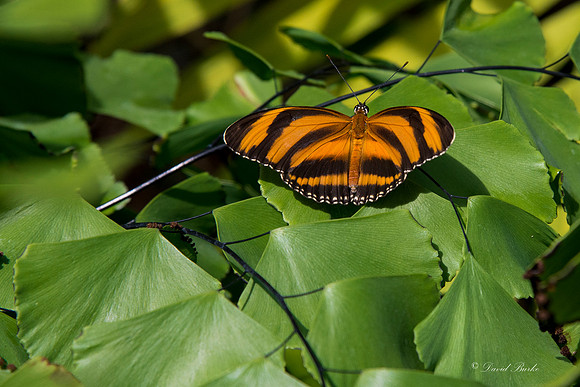 Butterflies 3-24-14-70