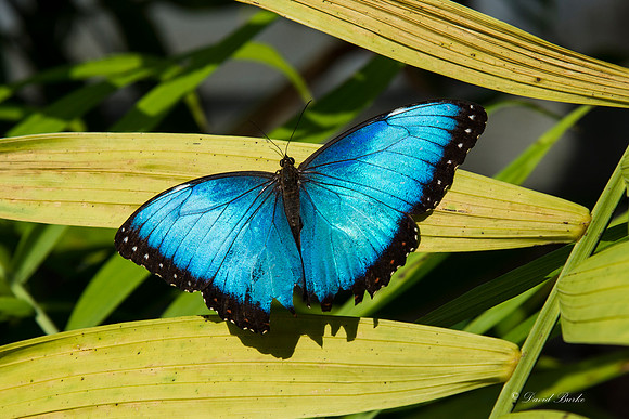 Butterflies 3-24-14-76
